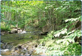 ruisseau2_514x350